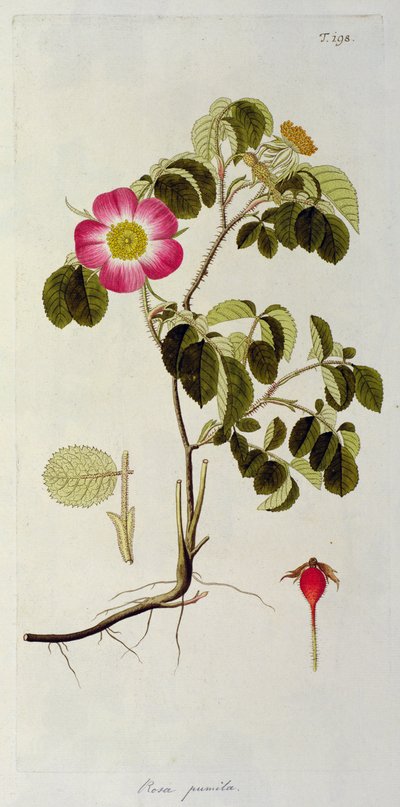Rosa Pumila, from 